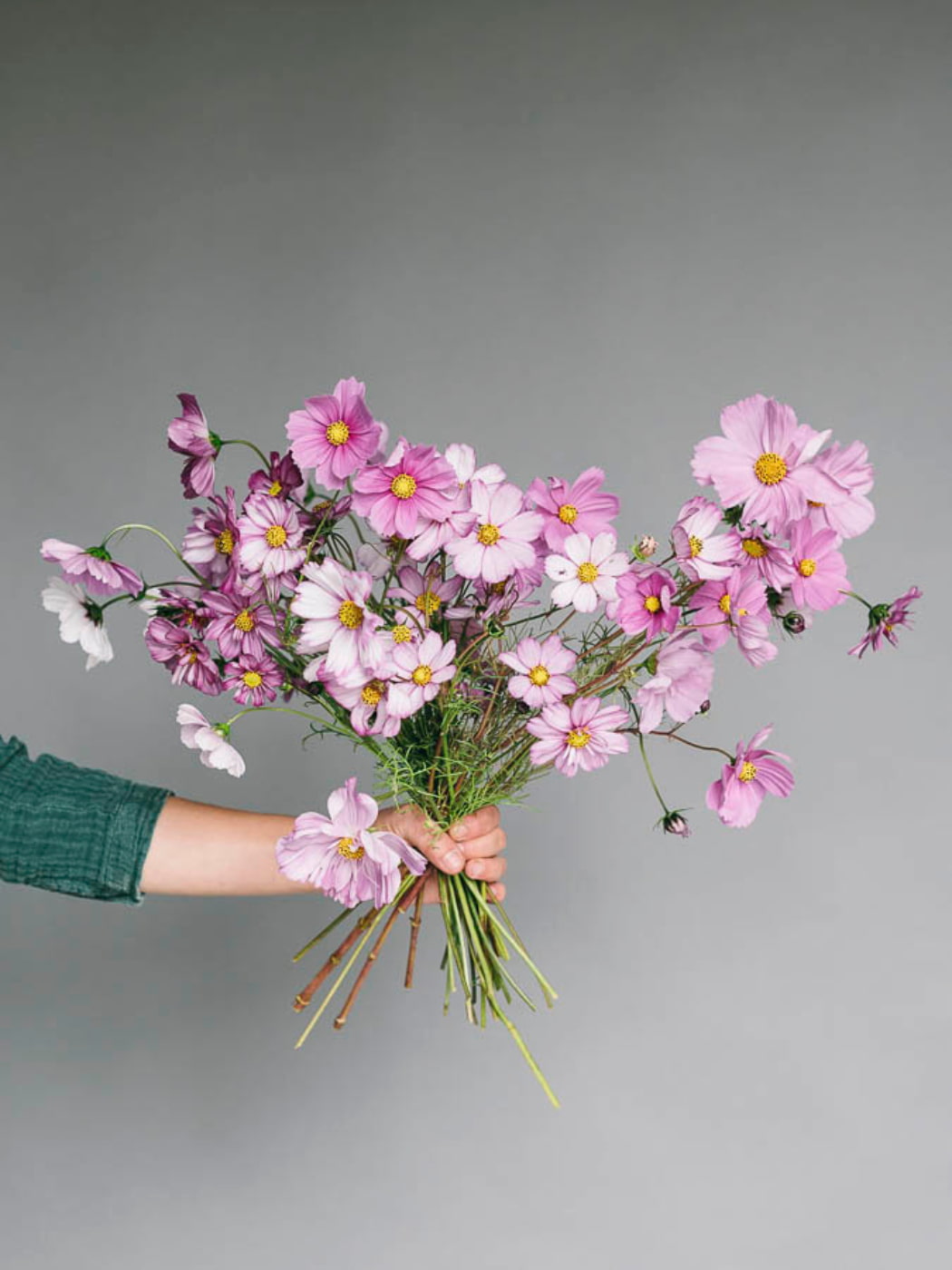 Cosmos Seeds by Tess Guinery