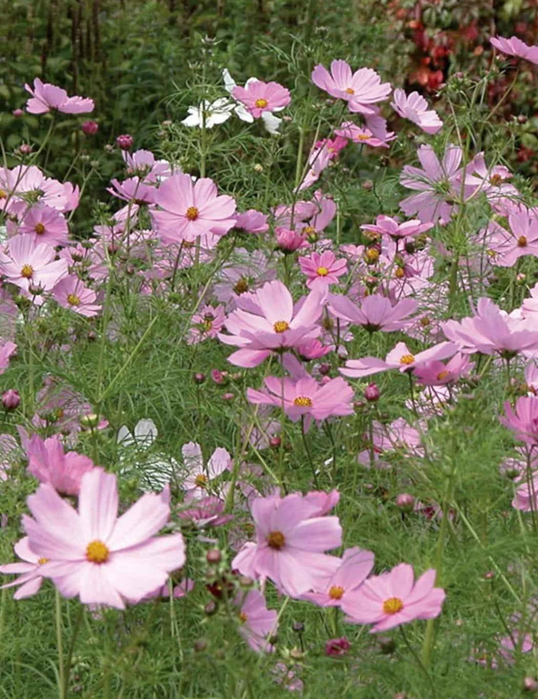 Settler_Hives_Flower_Seeds_5.jpg